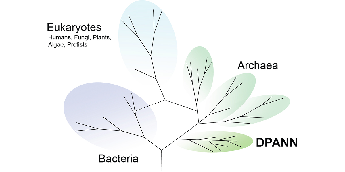 Figure: Depiction of the tree of life including DPANN 