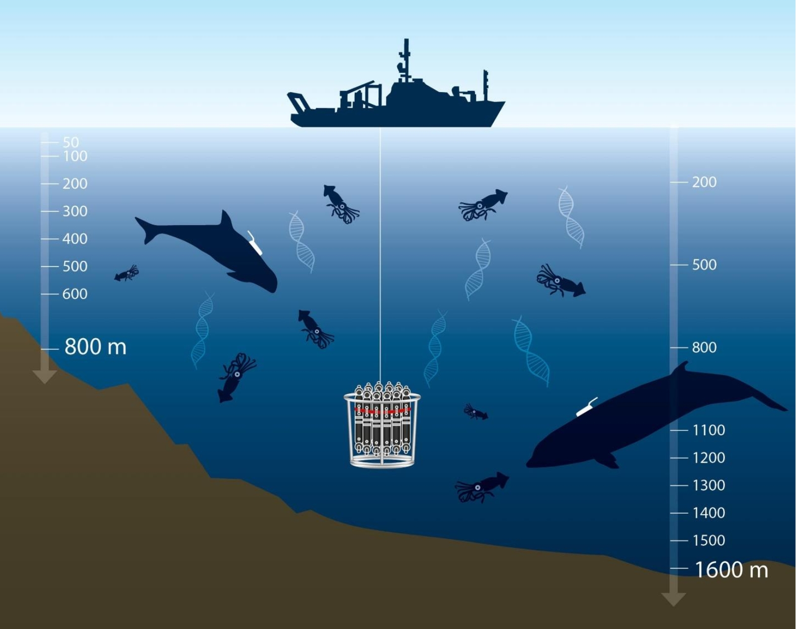 Matched sampling of squid environmental DNA (eDNA) in the foraging zones of Risso’s dolphins (left) and Cuvier’s beaked whales (right). 