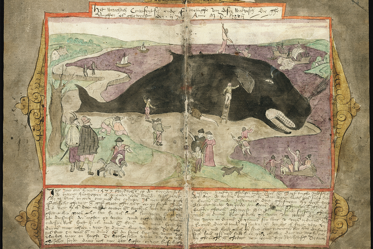 Whale stranding. Koninklijke Bibliotheek