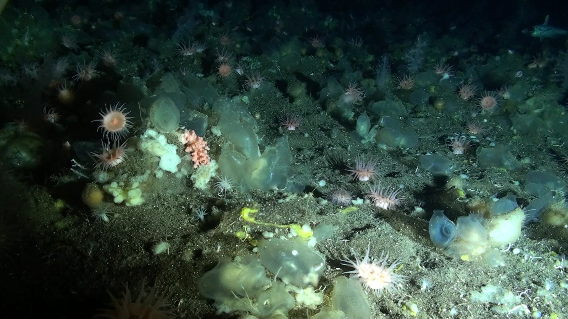 Deep sea at 600m depth Mid Atlantic Ridge. Photo: NIOZ