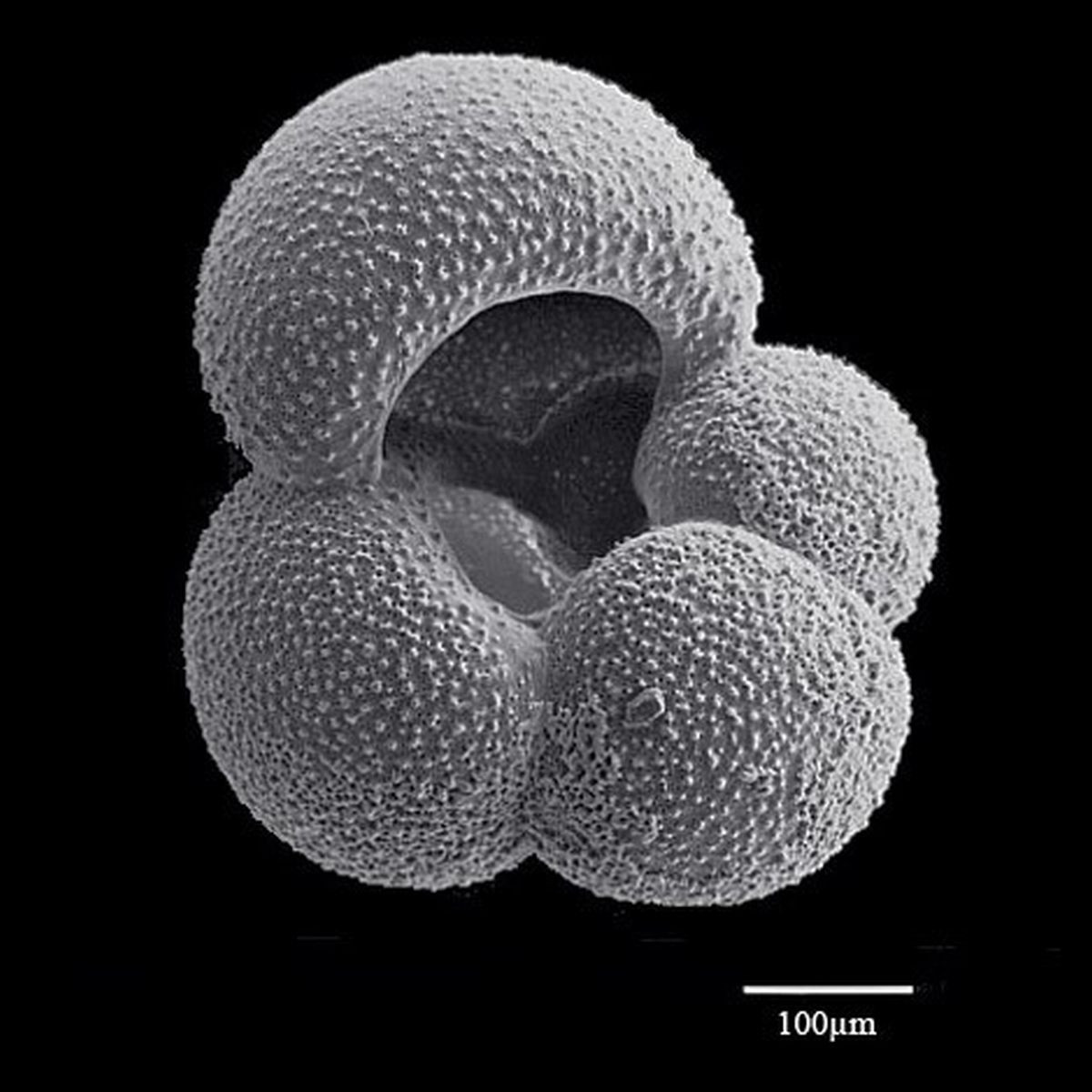 Foraminifera (courtesy of Dr. Lucia de Abreu, foraminifera.eu). 