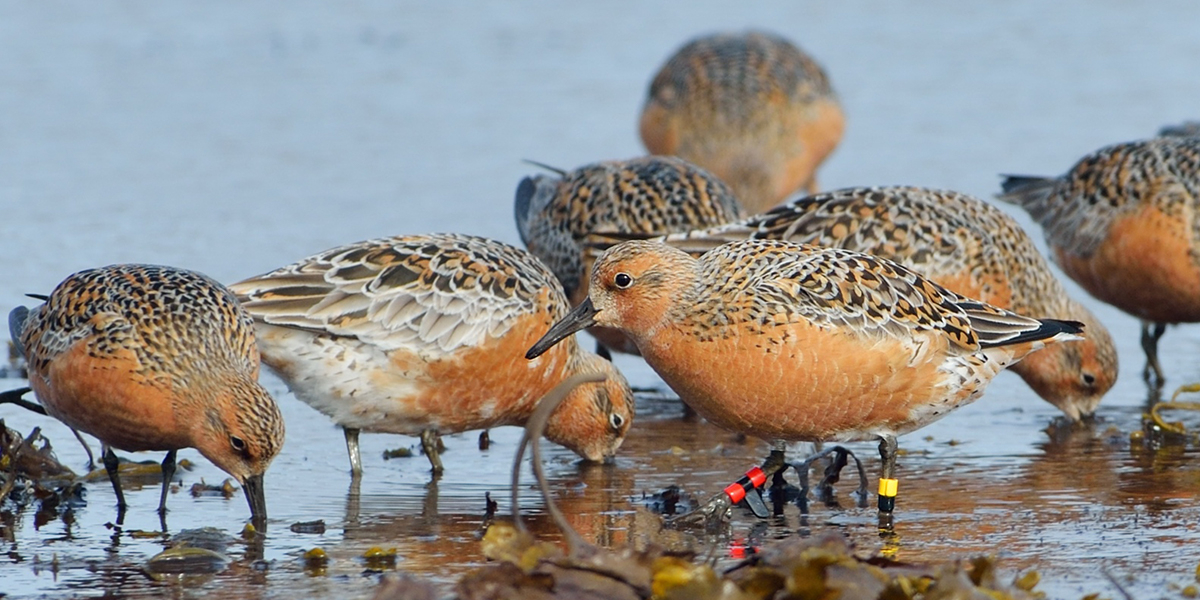 Red Knots with colour-rings. Photo: Jukka Könönen