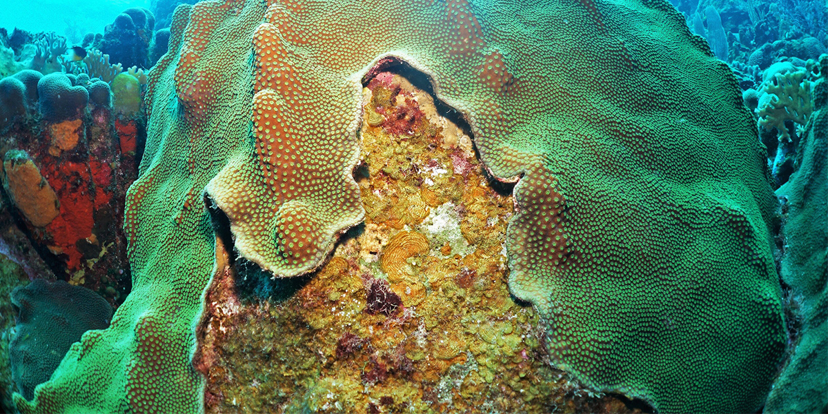 Competition between coral and algae on a reef is mediated by the interaction between all of their associated viruses, bacteria and biochemicals. Photo: Ty Roach