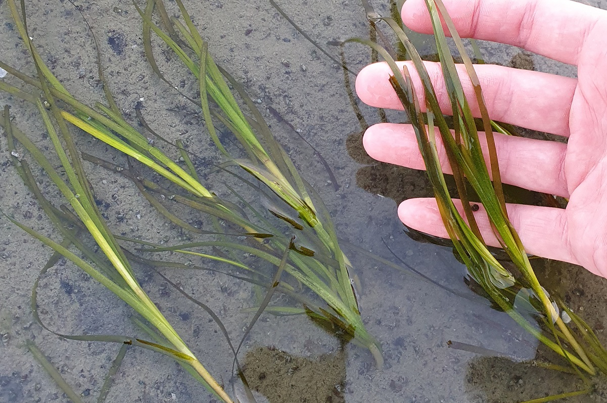 Mussel and Oyster reefs, as wel as seagrasses are known as ecosystem engineers, as they can change the local environmental conditions and increase biodiversity by providing shelter and a settlement surface for other species. Picture Oscar Franken