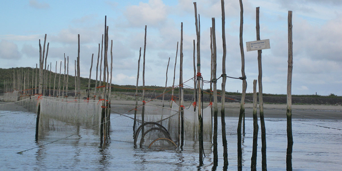 Since 1959 fish monitoring has been conducted with a fyke in the Marsdiep at the head of Texel.