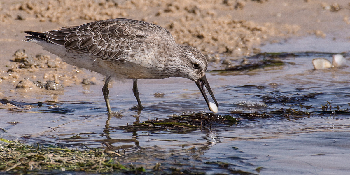 A foraging Red knot in Banc d'Arguin Photo: Jan van de Kam