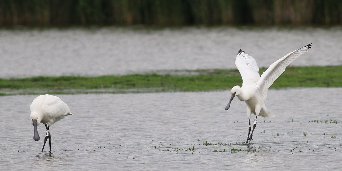 These two juveniles were ringed as nestlings on 11 May 2019 in the Dutch Delta and observed on 15 June 2019.