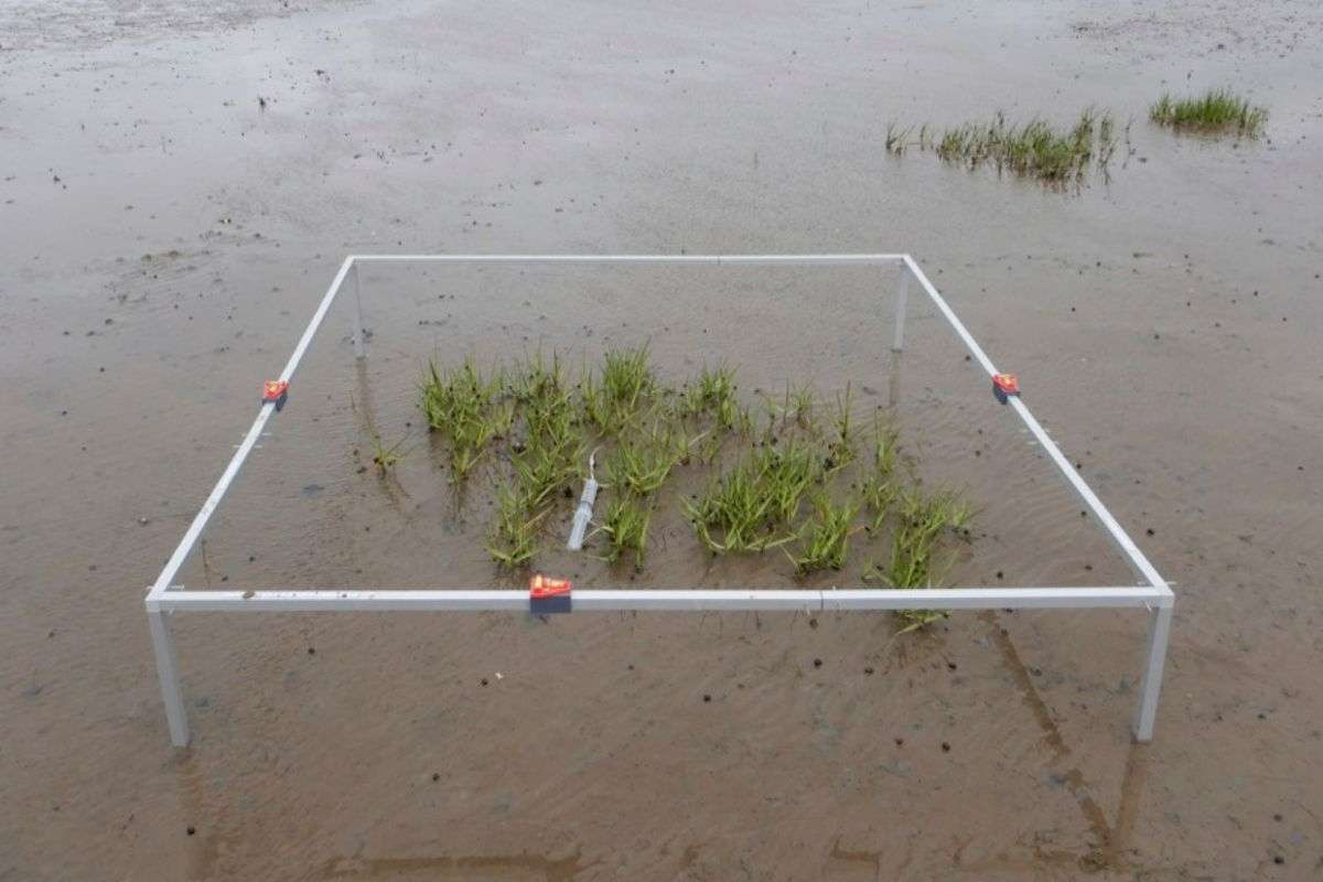 Establishing common cordgrass plants across European marshes show a clustered shoot pattern. Shoot clustering minimizes erosion and helps young plants to reduce physical stress. Photo: Clea van de Ven