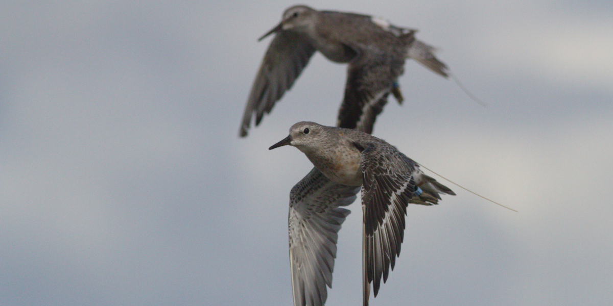 Red knots with a tiny transmitter on their backs. Photo: Benjamin Gnep, NIOZ.