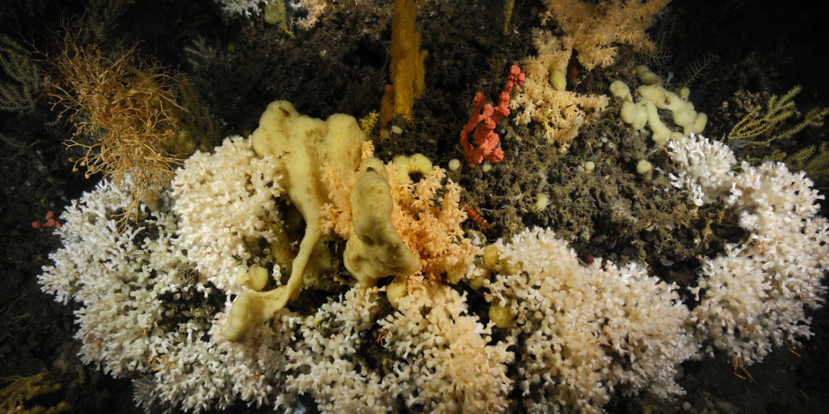 Coralreef communities harbour a wealth of species.