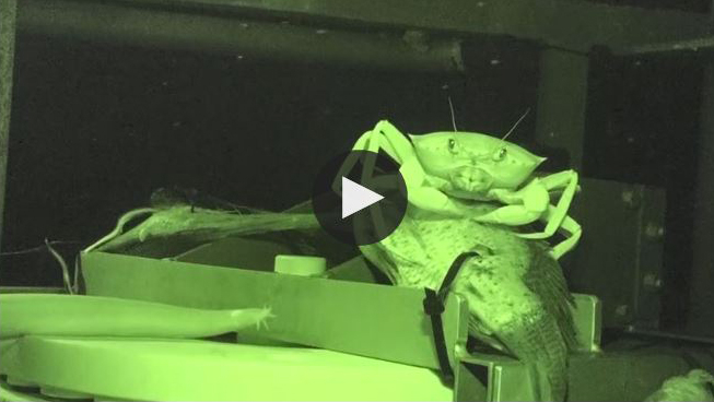 A crab wards off a hagfish from the bait in this video taken during the lander’s test deployment. Video courtesy of Royal Netherlands Institute for Sea Research (NIOZ), DEEP SEARCH 2019 - BOEM, USGS, NOAA.