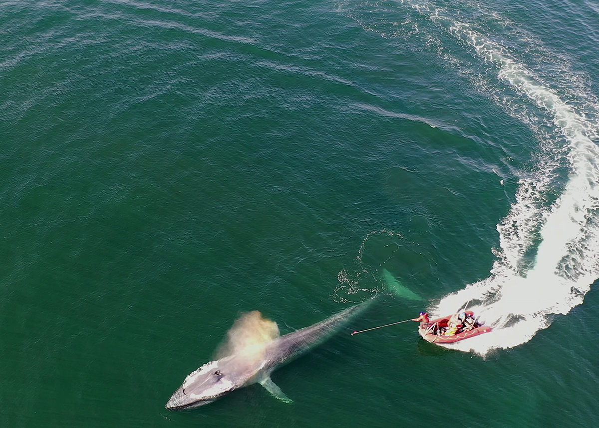 Eastern Pacific - tagging blue whale_ELH Credit information: Elliott Hazen, NOAA. Photo taken under permit ACA / NMFS #16111