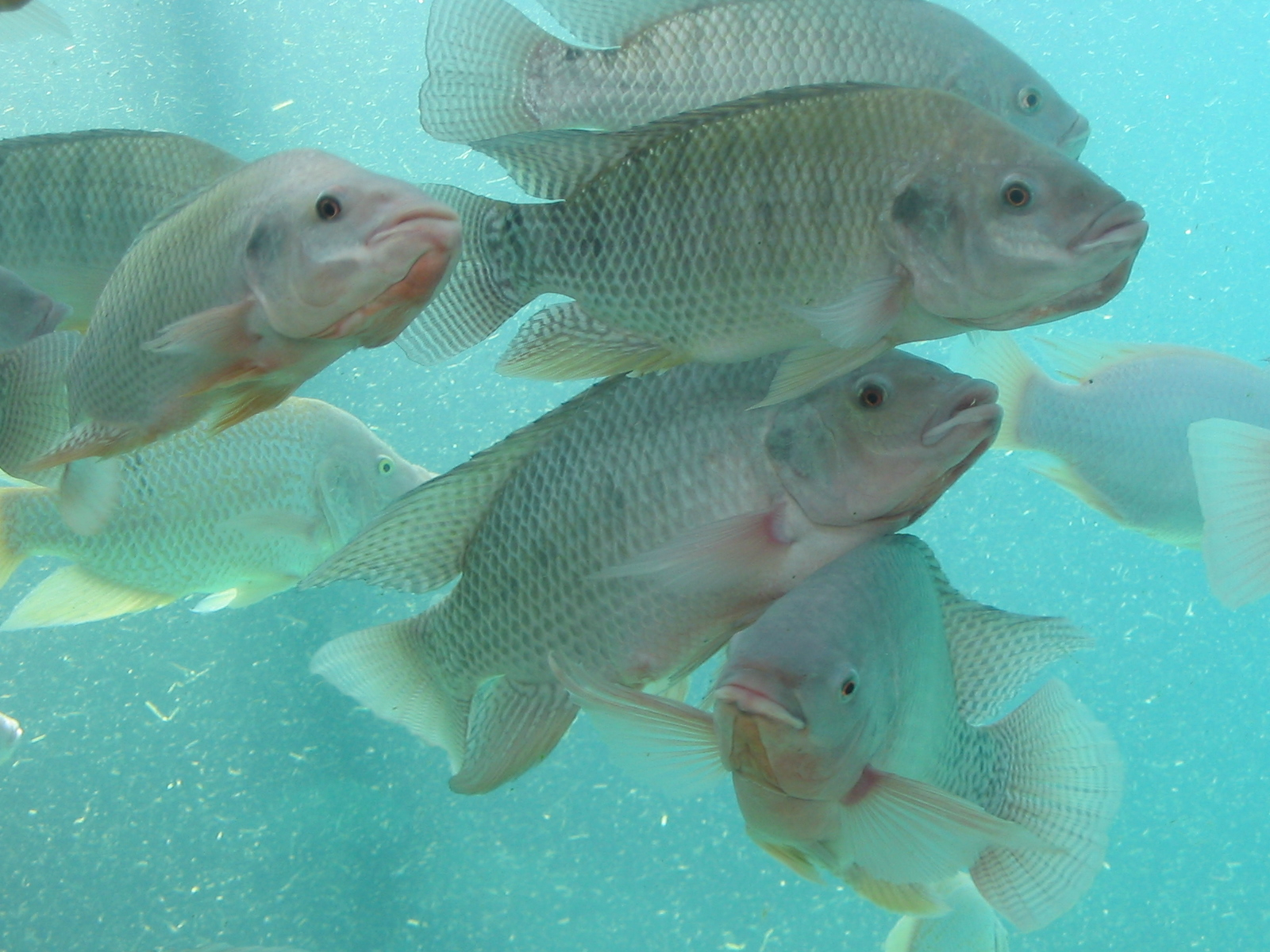 Nijltilapia (Oreochromis niloticus).