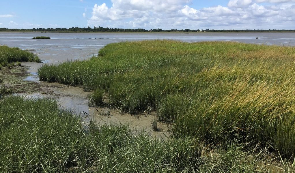 Salt marsh in Brittany, France (© C. van de Ven 2019).