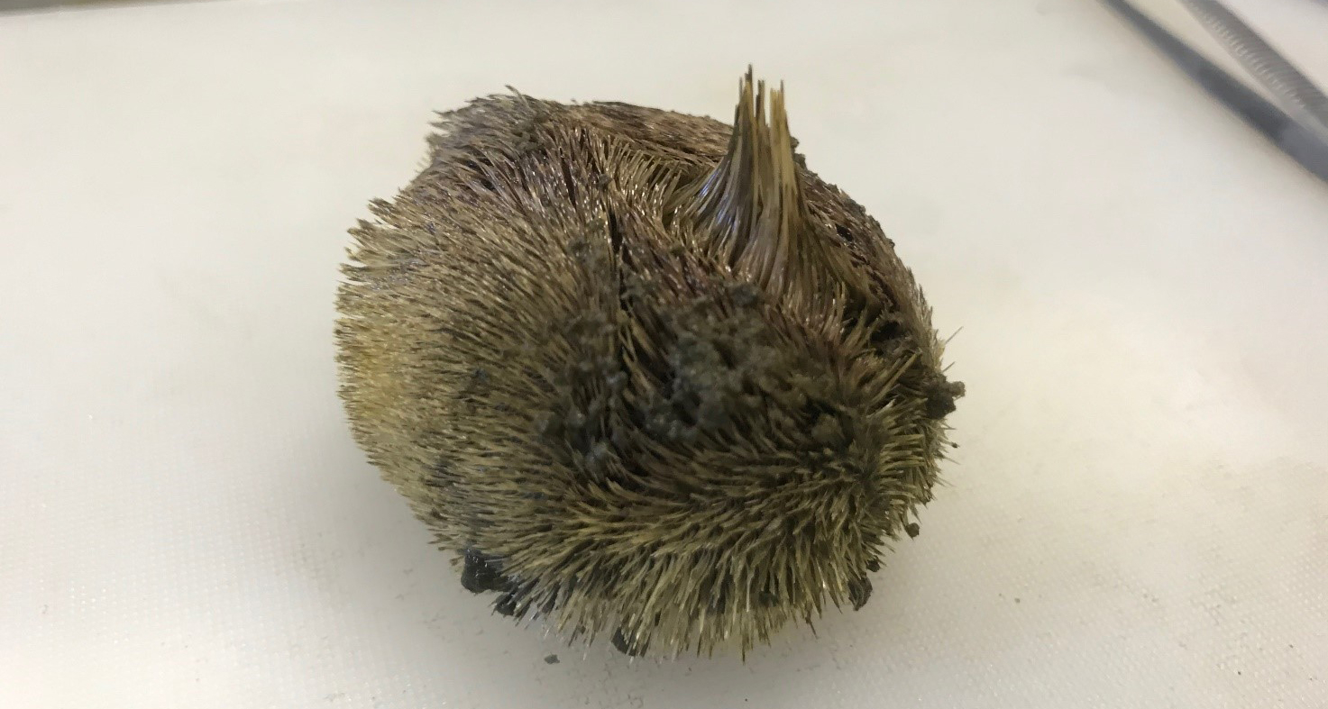A heart sea urchin we found onto our samples from the box corer. This particular sea urchin normally lives buried in the sand and it is also called sea potato, for its resemblance to a small potato! 