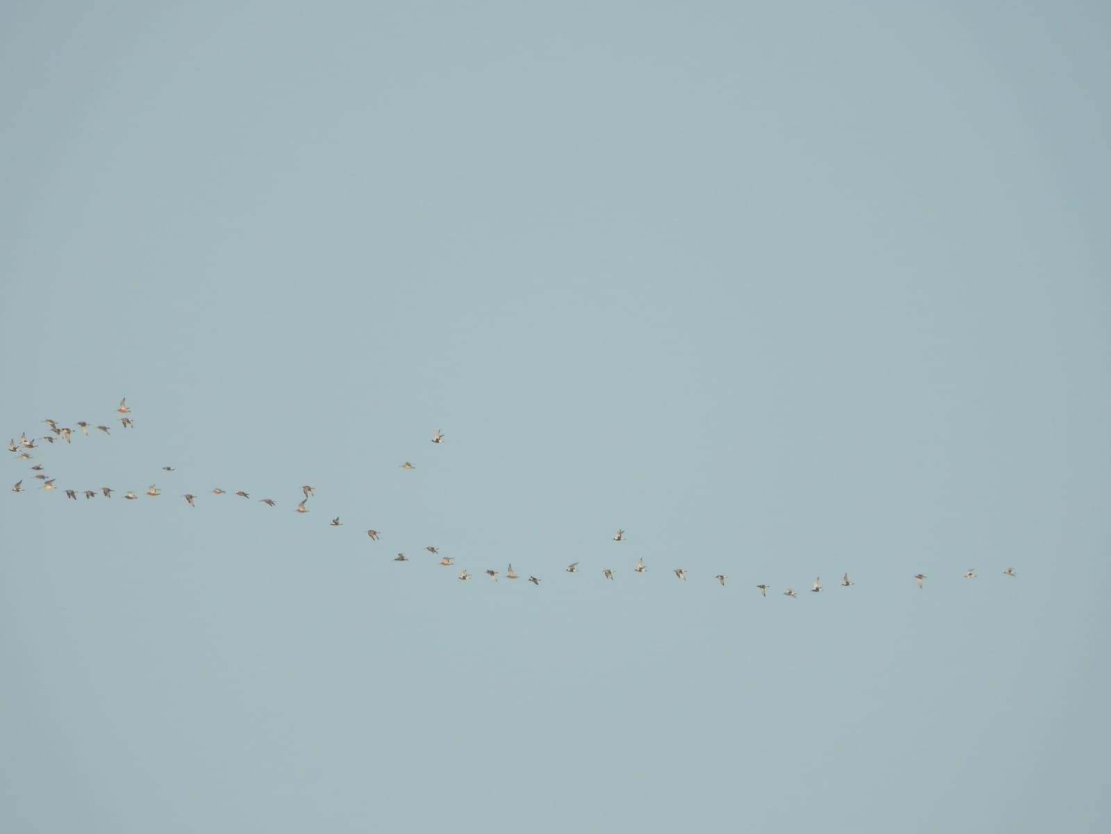 Migration has started for other wader species, here a mixed-species flock of bar-tailed godwit and grey plover leaving from Baie d’Aouatif just before sunset. Photo: Tim Oortwijn