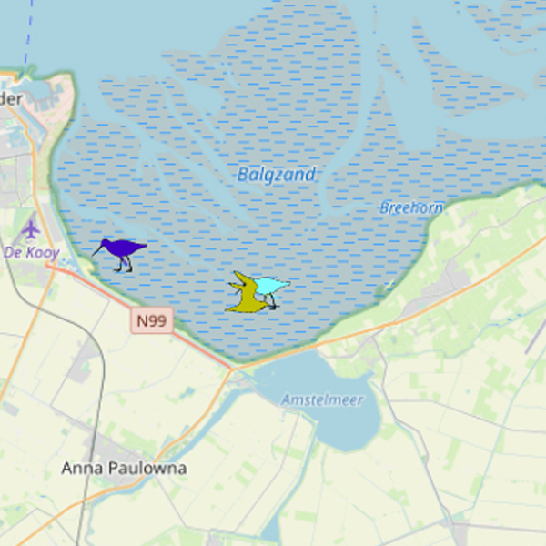 Bar-tailed godwits in the Wadden Sea at Balgzand. Tracking codes of the birds; purple bird: 2319, yellow bird: 2305, blue bird: 2301.