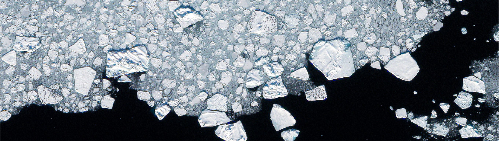 Satellite image of harp seals off Greenland, photographed from a height of 600 km. © Maxar Technologies