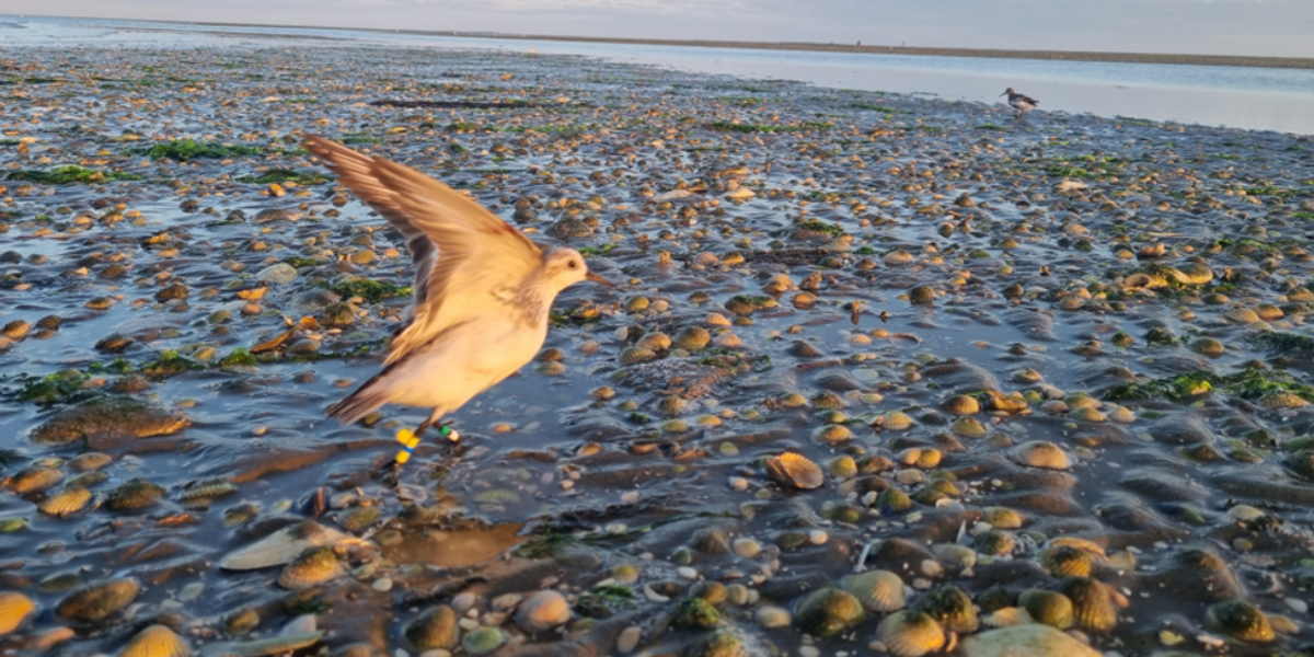 Een drieteenstrandloper met kleurringen en zender mag weer vrij (foto: Evy Gobbens)