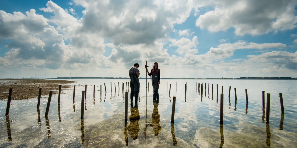 Setting up a large-scale field experiment in de Oosterschelde. Credits: Edwin Paree