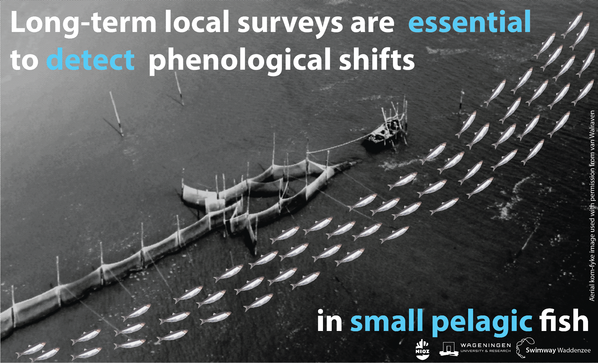 Graphical abstract: Long-term local surveys are essential to detect phenological shifts in small pelagic fish.