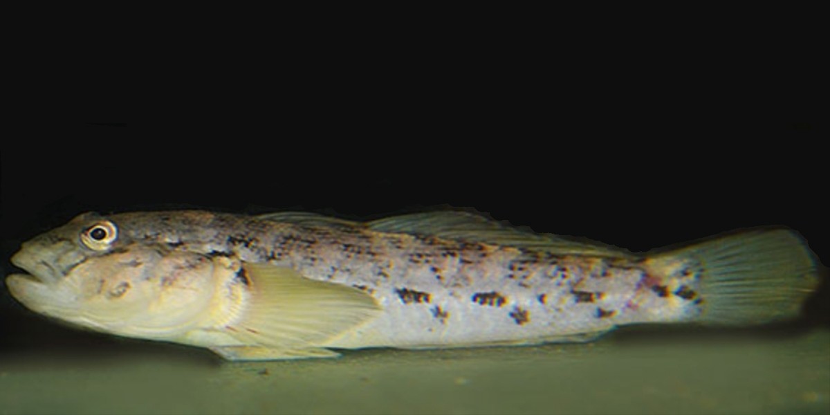 The round goby, Neogobius melanostomus.