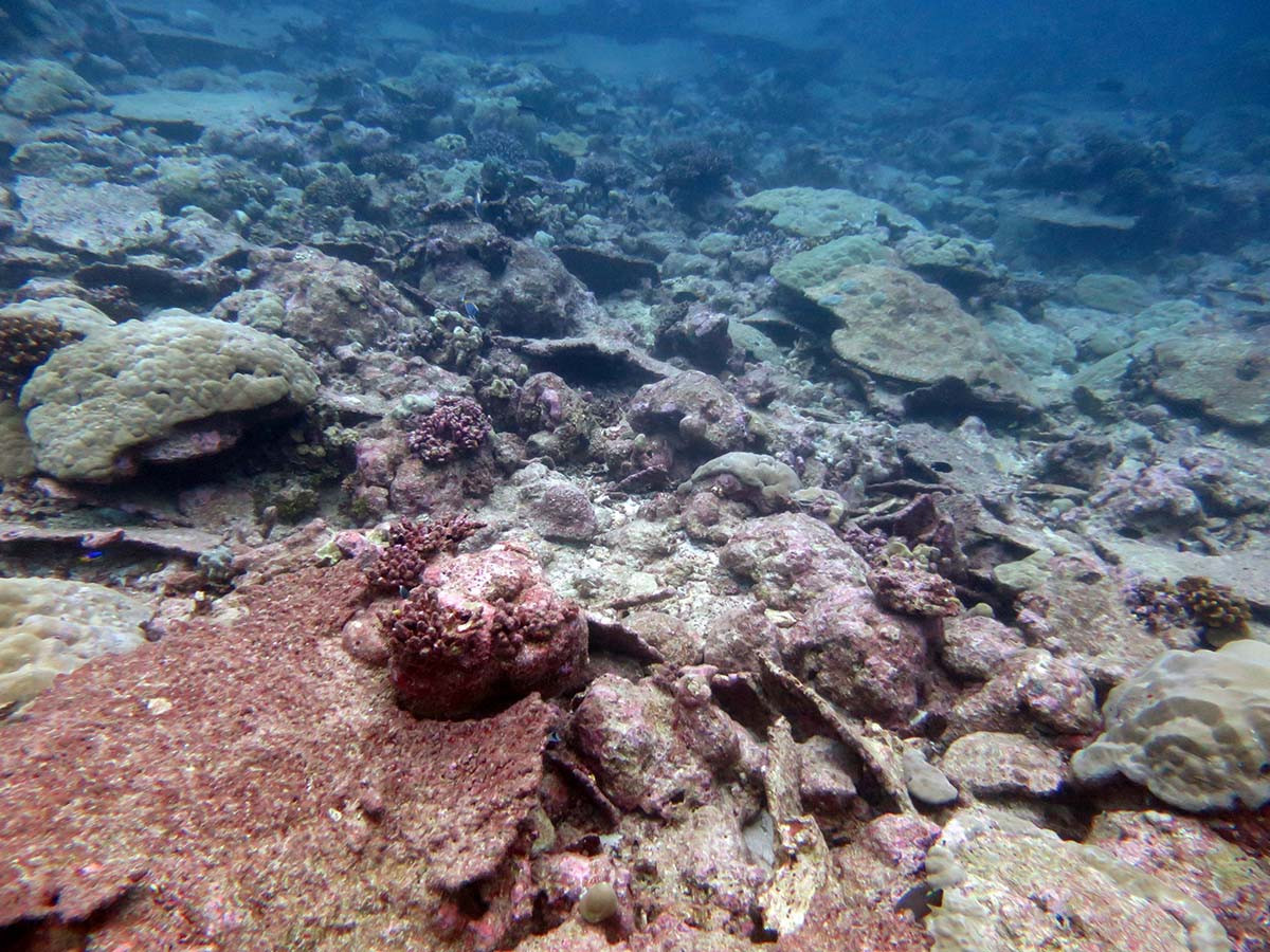 Een stuk dood en eroderend koraalrif bij het eiland Chagos (Indische Oceaan). Deze foto is genomen na het verbleken van het koraal in 2016. Foto: Chris Perry, University of Exeter.