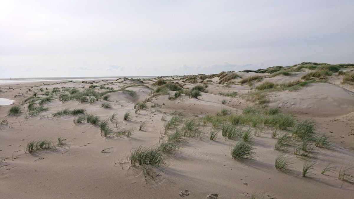 Dunes on the island of Texel (© Carlijn Lammers, NIOZ).