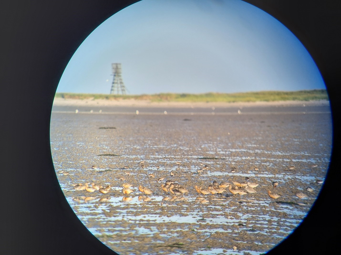 Kanoeten en bonte strandlopers op het wad. Foto: Evy Gobbens 