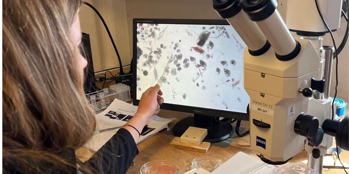 Picking the perfect candidate for the marine snow experiments, from all the plankton caught in the nets. Photo: Olivier Sulpis