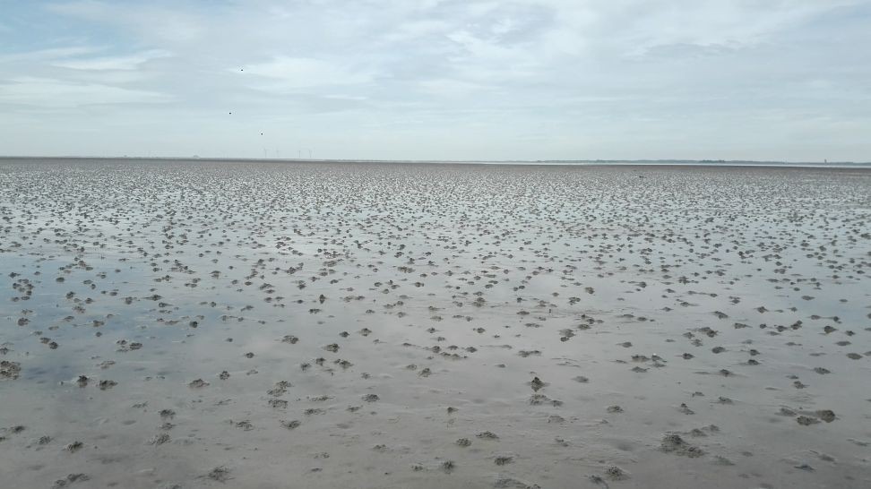 Roggenplaat, Oosterschelde