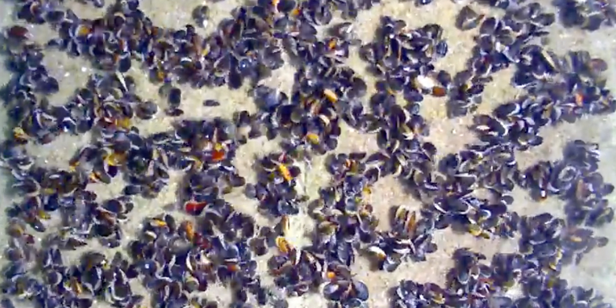 YouTube | Pattern formation by mussels. 