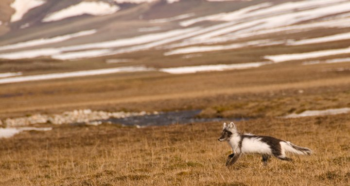 Atctic fox in Zackenberg valley, photo: Jeroen Reneerkens