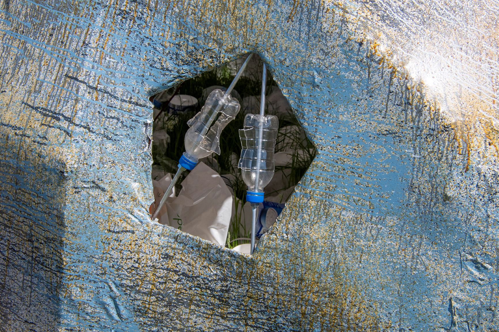 Het "plastic virus" in de noordse stormvogel, foto NIOZ