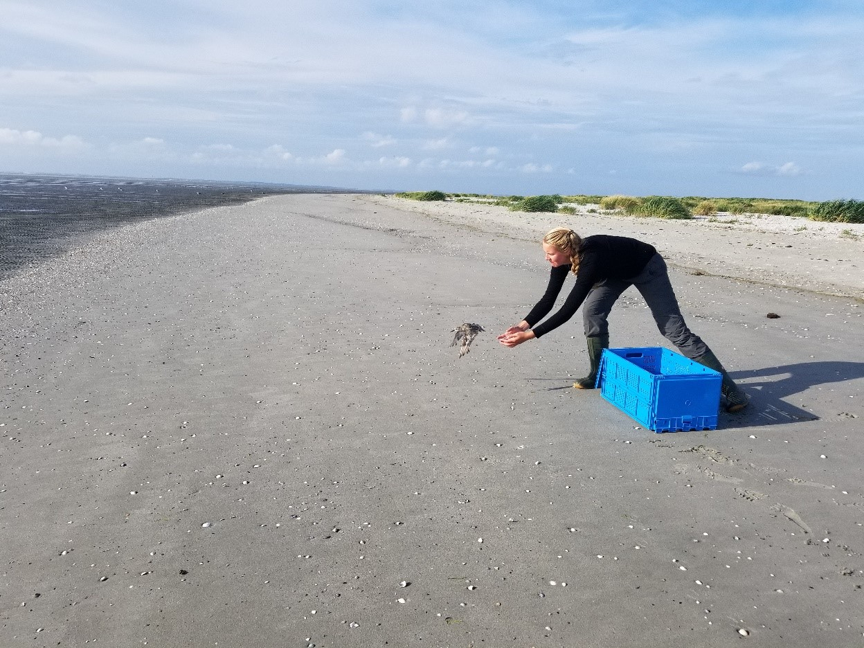 Evy laat een gezenderde vogel vrij. Foto: Christine Beardsworth