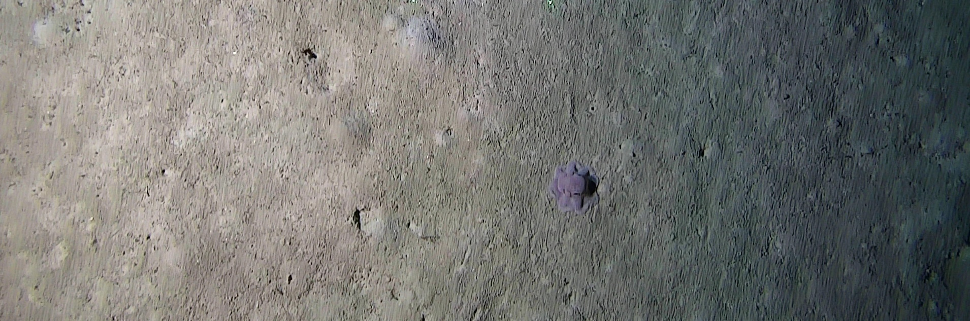 A Dumbo octopus on one of the video transects. Photo: NIOZ.