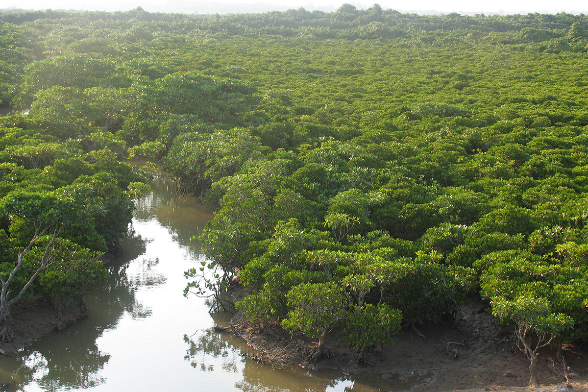 Tropical peat forest during the rain season in Indonesia. Credits: Wim Giesen