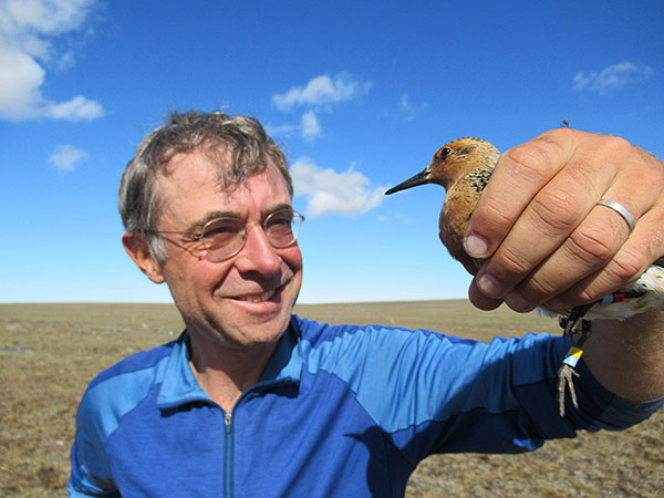 “Jan van Gils met kanoet in de hand in Siberië. De kanoet is de modelsoort in het Vici onderzoek van Van Gils.”  Foto: Job ten Horn