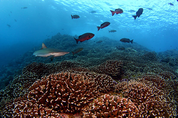 Unspoiled Southern Line Island Reef - Photo: Brian Zgliczynski 