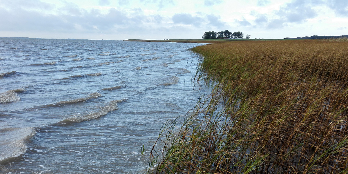 Seaward marsh edge. Photo: Zhenchang Zhu