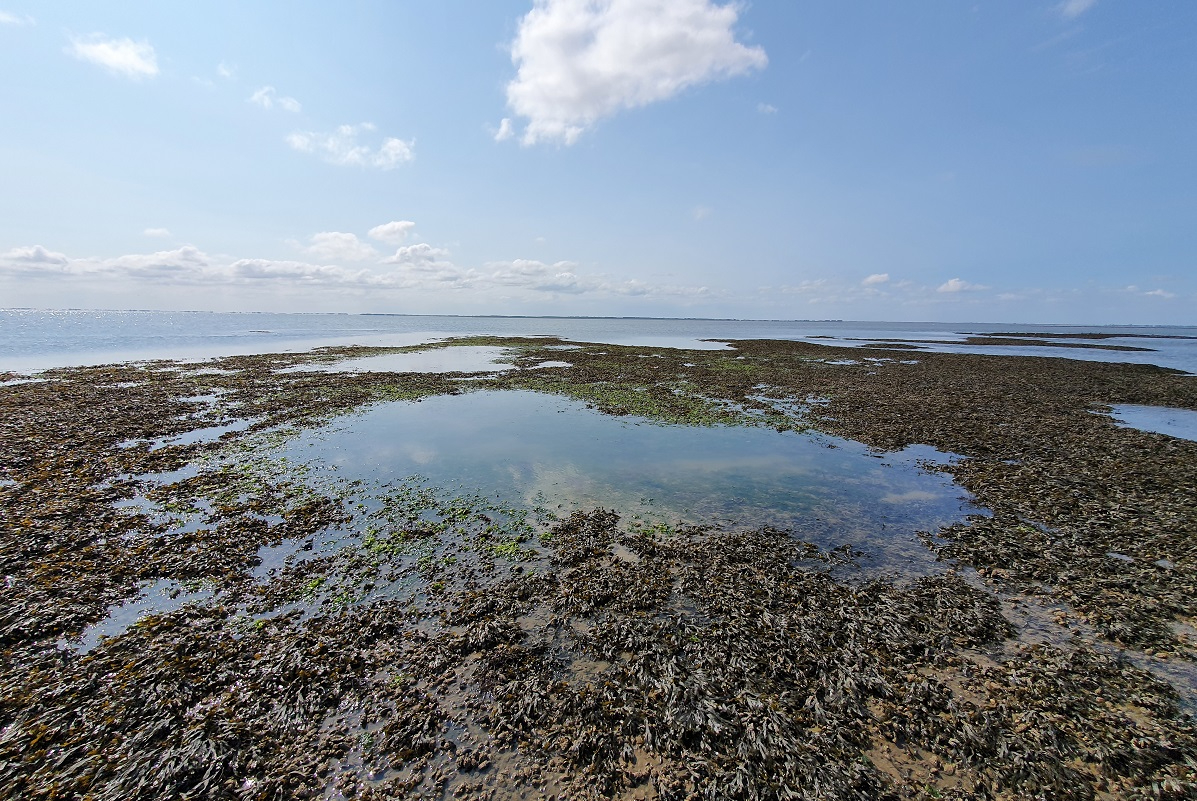Mussel reefs Wadden Sea. Picture by Oscar Franken