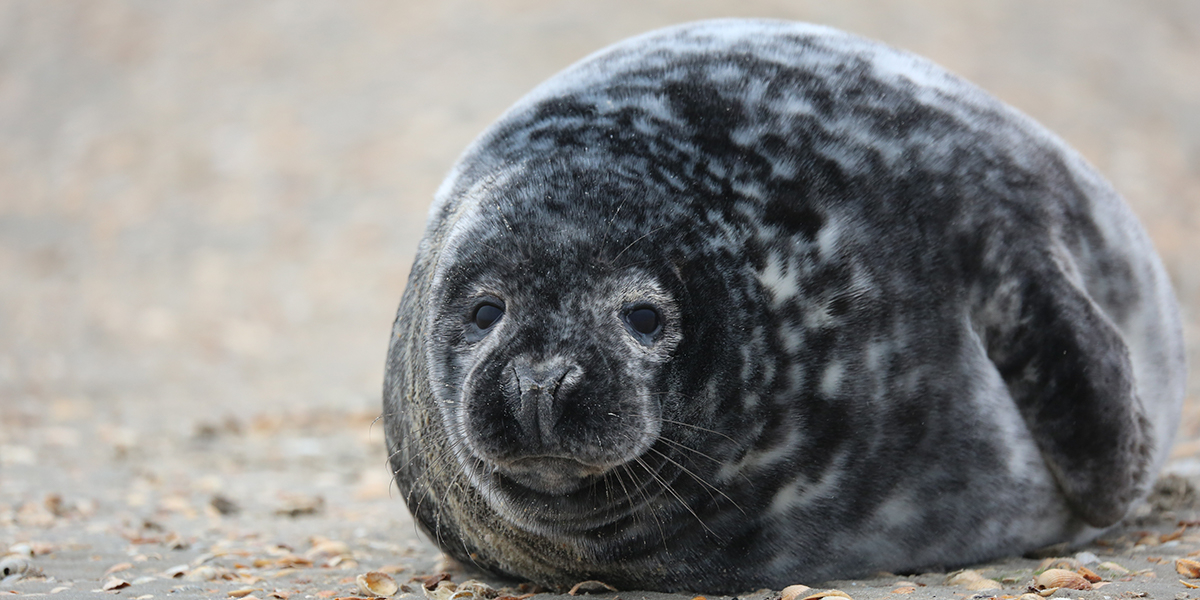 Greay seal. Photo: Jeroen Hoekendijk