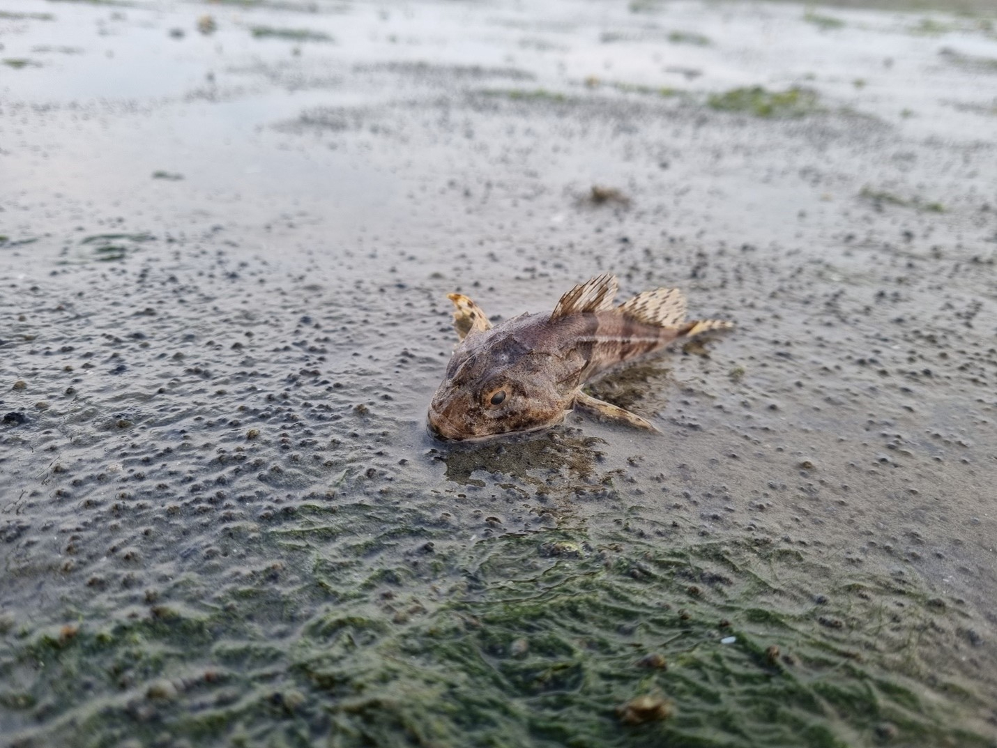 Deze zeedonderpad heeft het laagwater niet overleeft