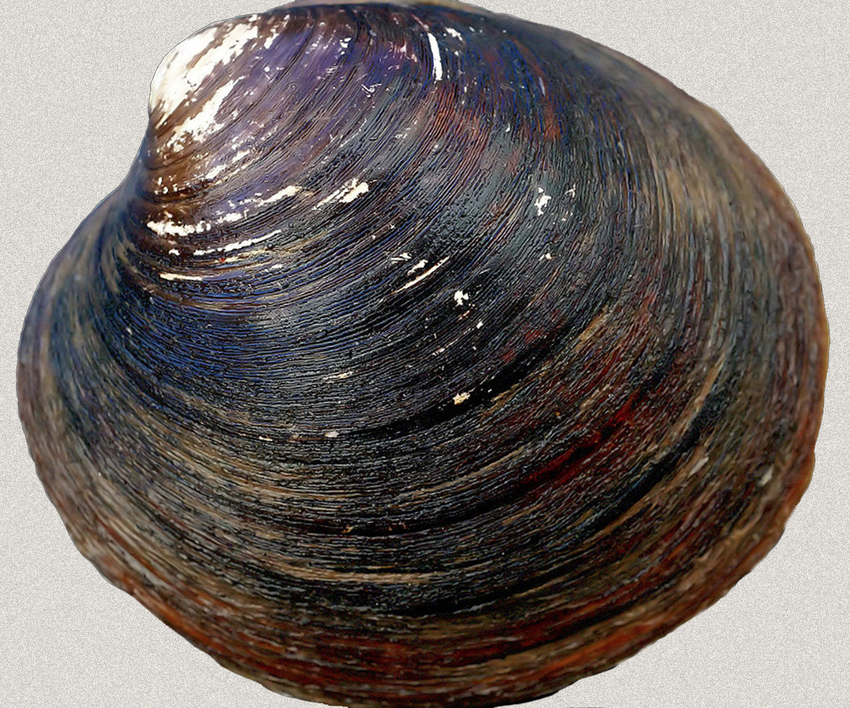 Bivalve <I>Arctica Islandica</I>.  Photo: Hans Hillewaert