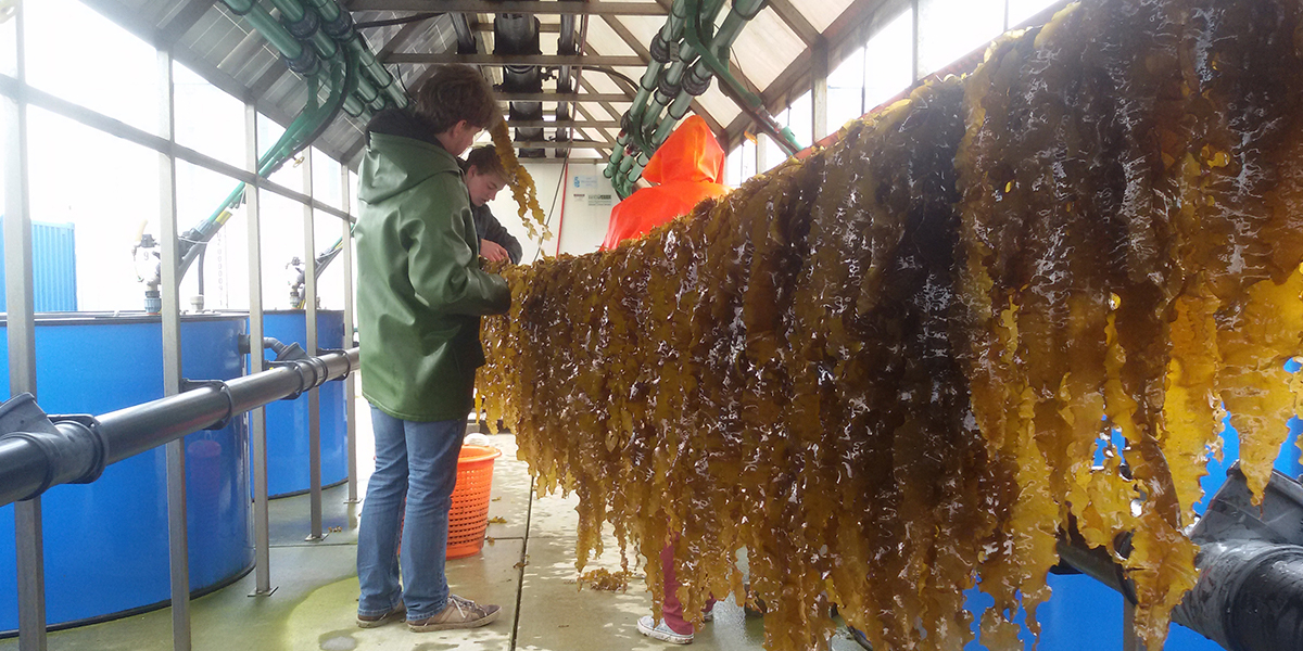 Selection of suitable seaweed species. Photo: Reinier Nauta.