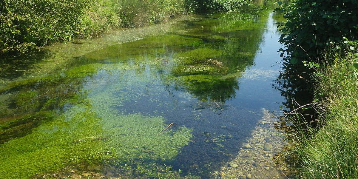  Inland waters are freshwater hotspots for biodiversity. Occupying just one percent of the planet’s surface, they are home to ten percent of all species. Photo: Loreta Cornacchia