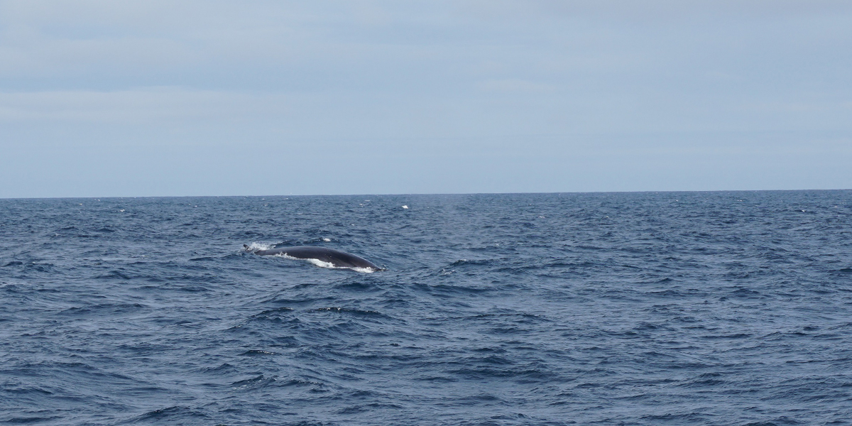 Photo: A fin whale near the Pelagia. Credit: Femke de Jong