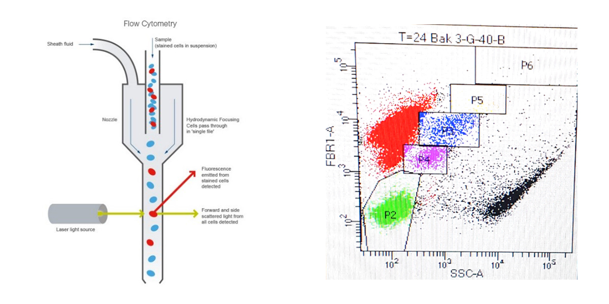 Figure 1 is on the left - Figure 2 is on the right