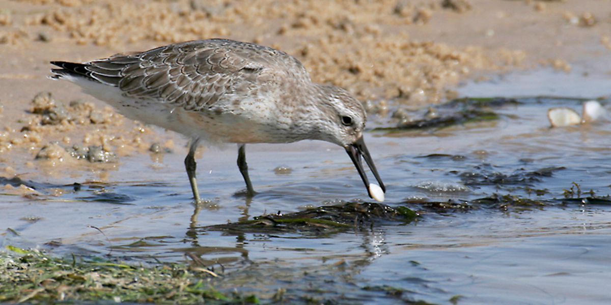 A red knot in winter plumage feeding on bivalves, the main prey in their overwintering areas. Photo: Jan van de Kam.