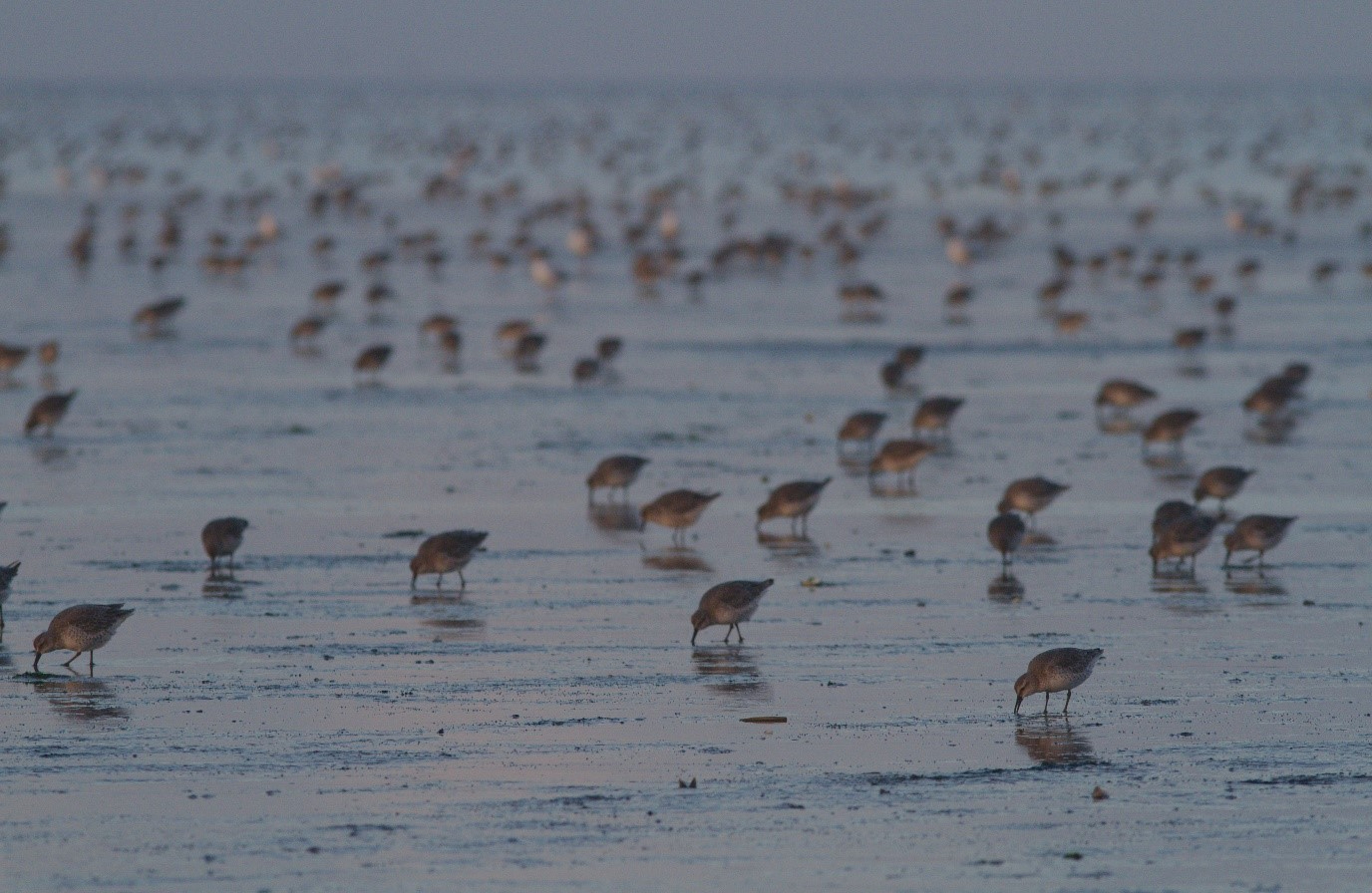 Red knots foraging on the Wadden Sea mudflats. Picture credit: Benjamin Gnep